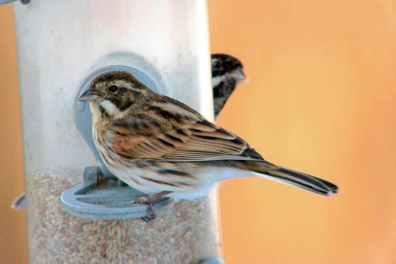 Reed Bunting