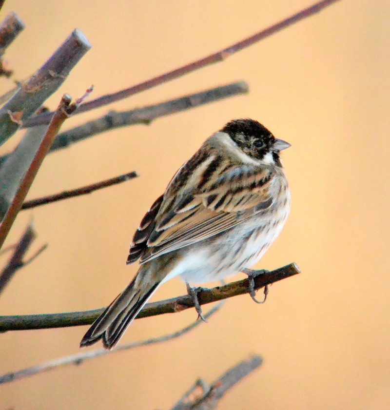 Reed Bunting