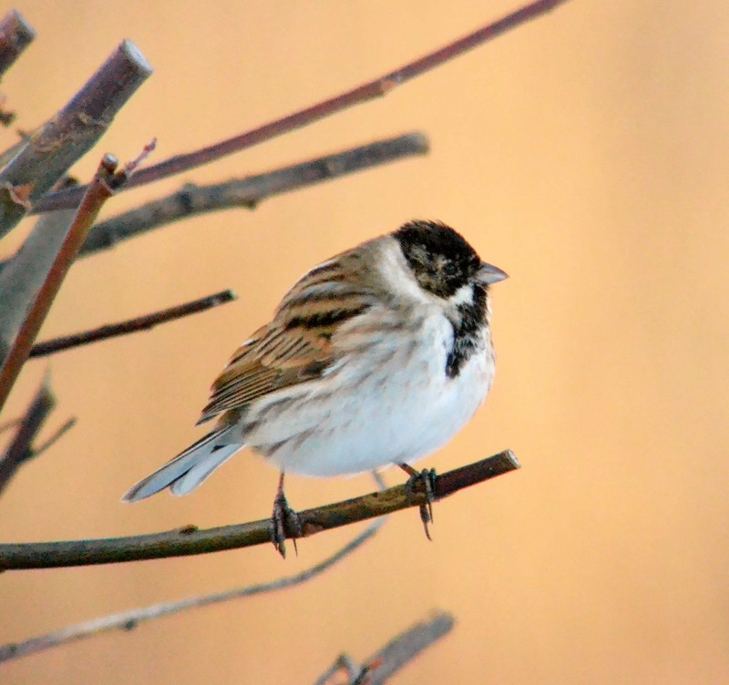 Reed Bunting
