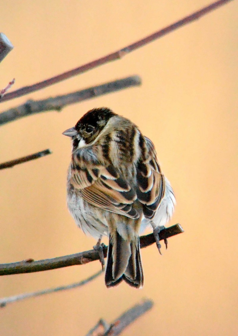 Reed Bunting