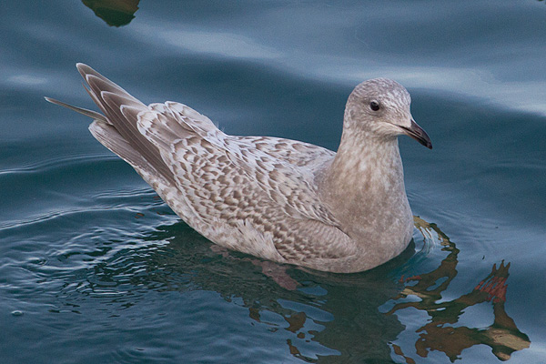 Kumlien's Gull