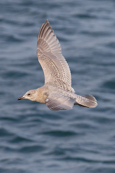 Kumlien's Gull