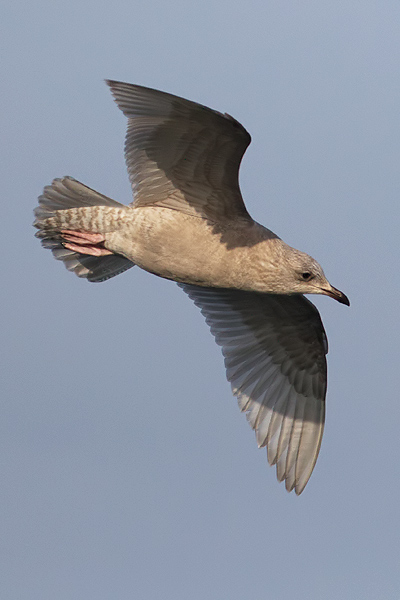 Kumlien's Gull