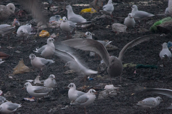Thayer's Gull