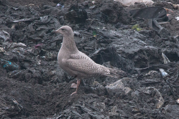 Thayer's Gull