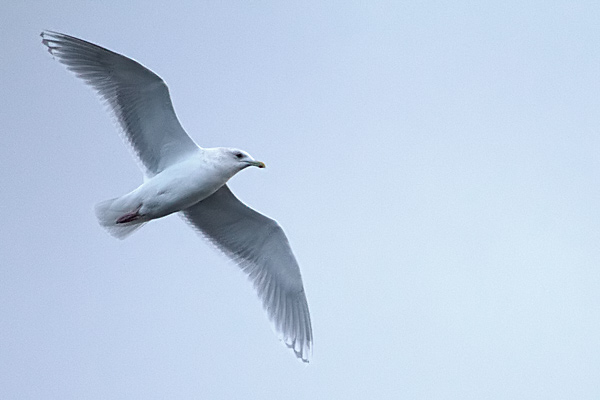 Kumlien's Gull