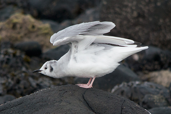 Bonaparte's Gull