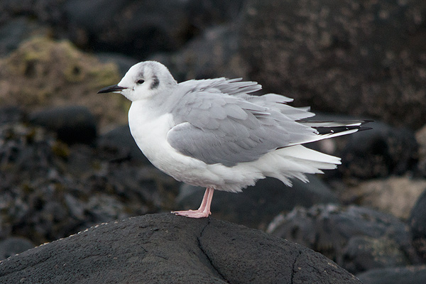 Bonaparte's Gull