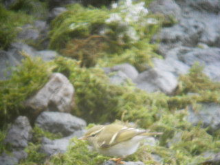 Yellow-browed Warbler