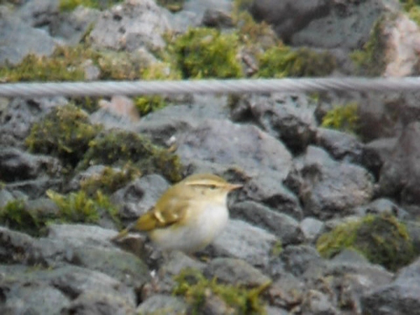 Yellow-browed Warbler