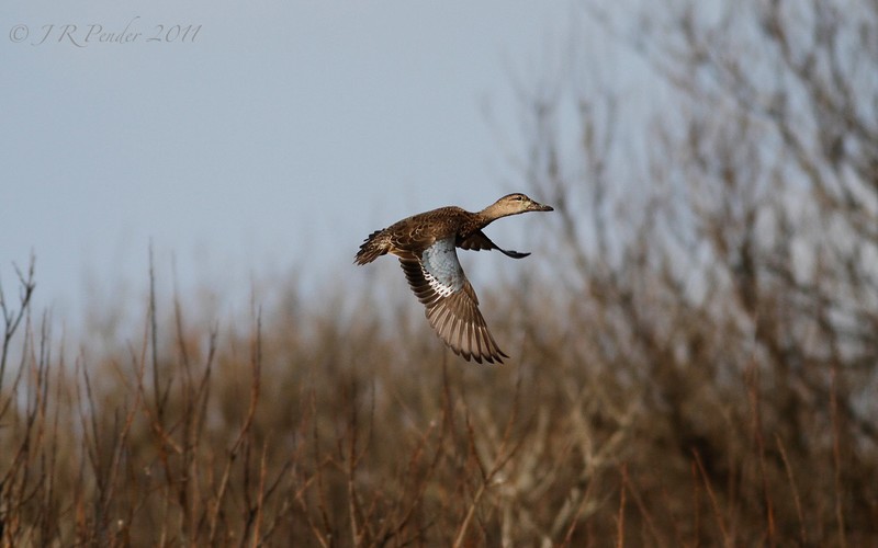 Blue-winged Teal