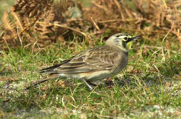 Northern Horned Lark