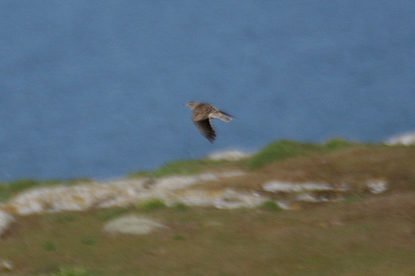 Calandra Lark