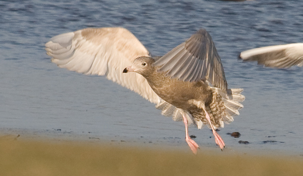 Glaucous Gull