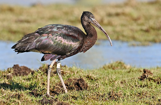 Glossy Ibis