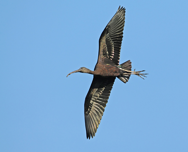 Glossy Ibis