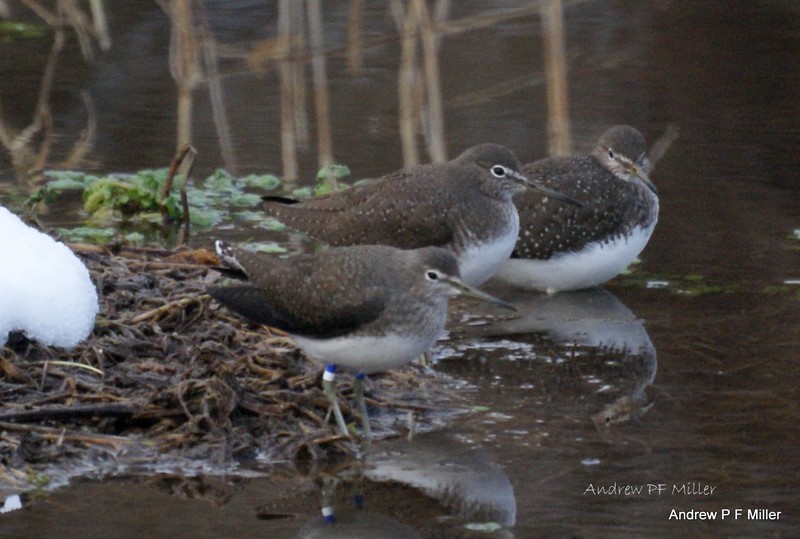 Green Sandpiper