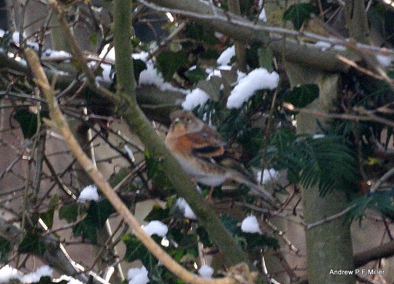Brambling