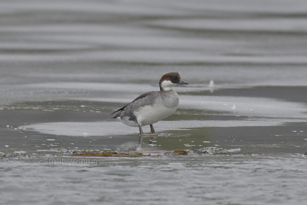 Smew