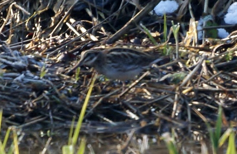 Jack Snipe