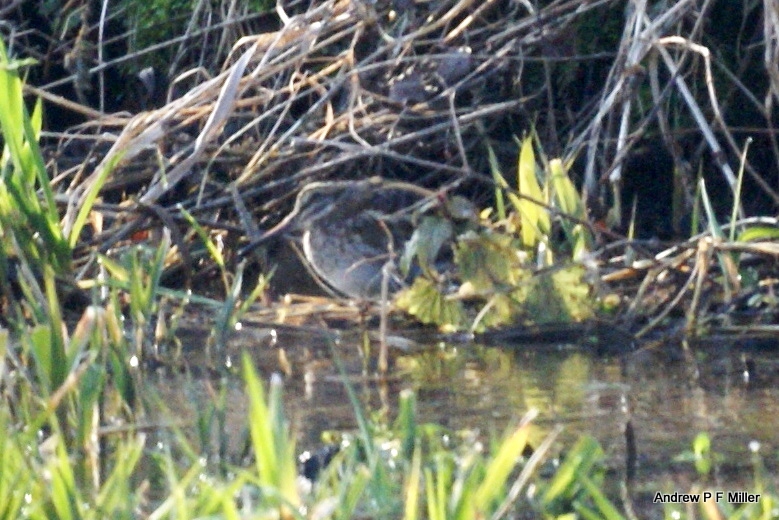Jack Snipe