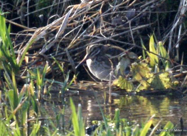 Jack Snipe