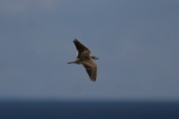 Calandra Lark