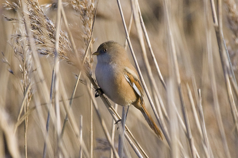 Bearded Tit