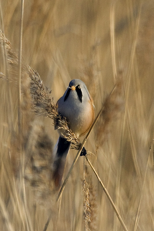 Bearded Tit