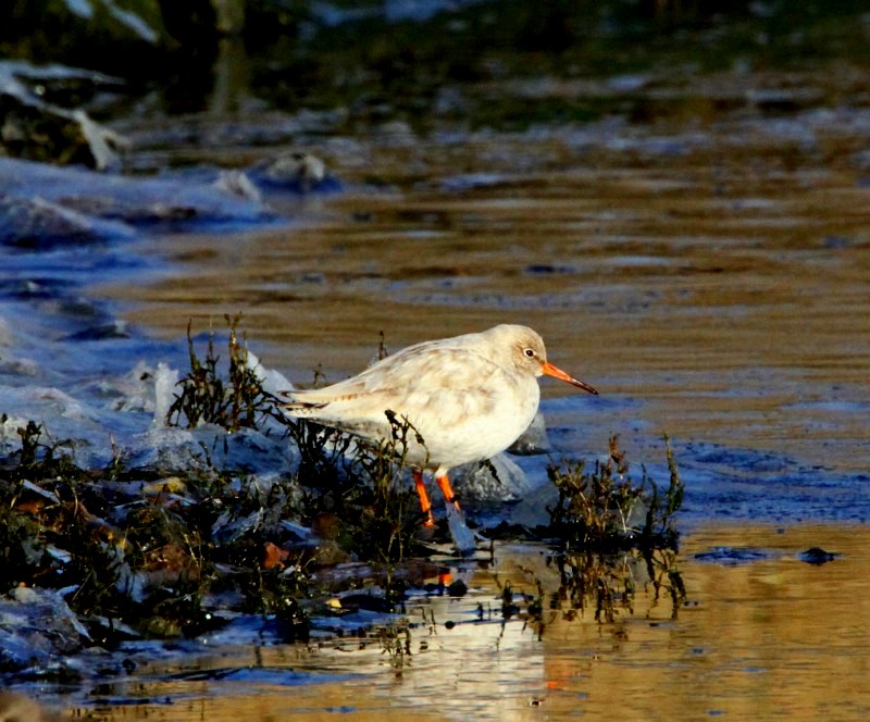 Redshank