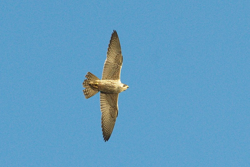 Peregrine