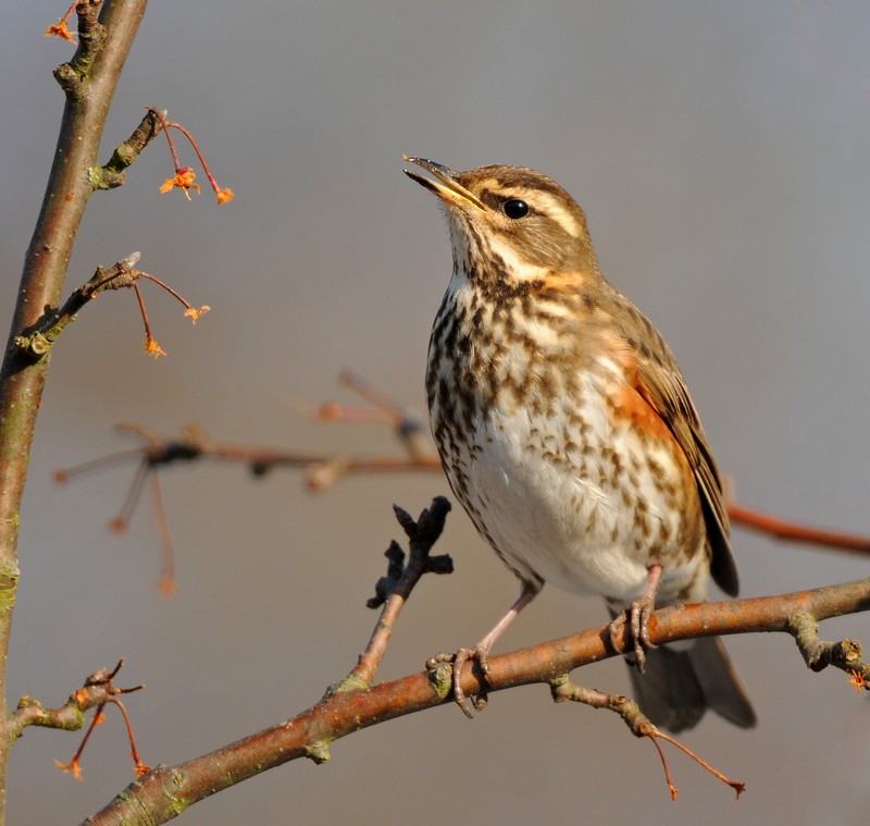 Redwing