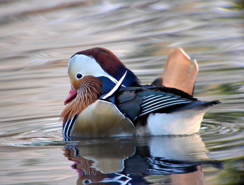 Mandarin