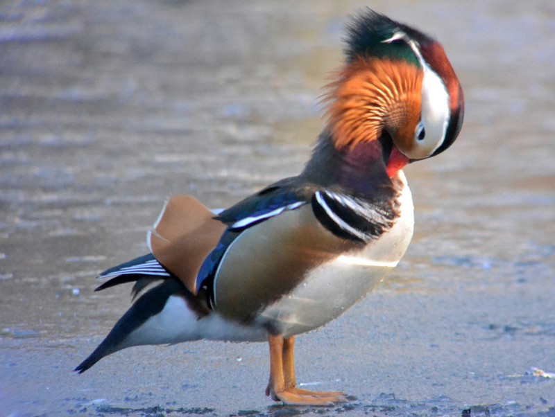 Mandarin