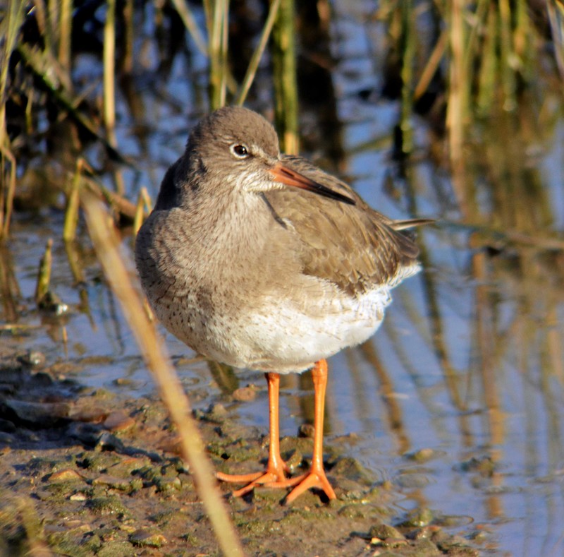 Redshank