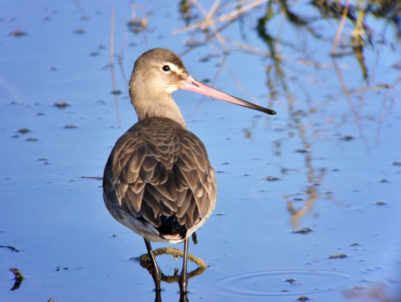 Black-tailed Godwit