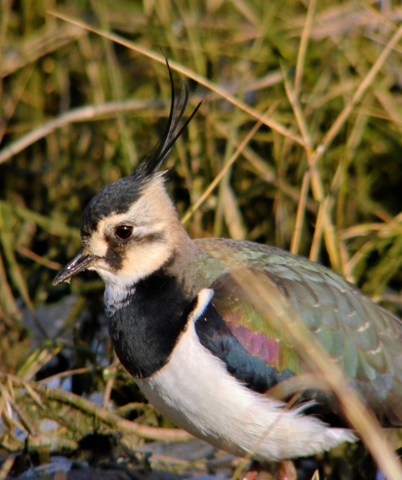 Lapwing