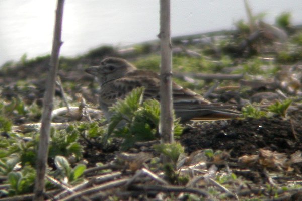 Calandra Lark