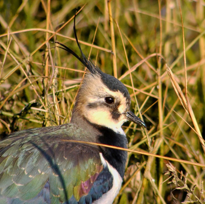 Lapwing