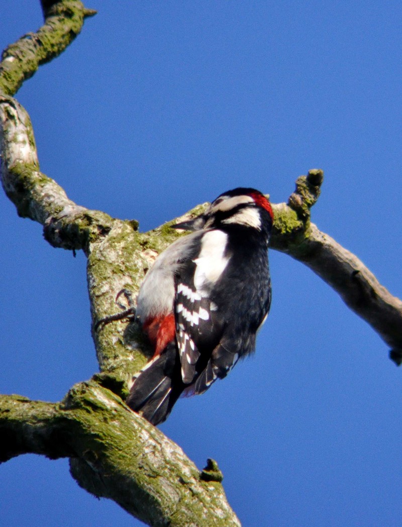 Great Spotted Woodpecker