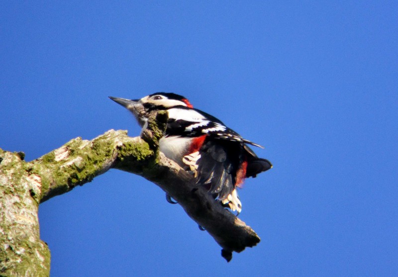 Great Spotted Woodpecker