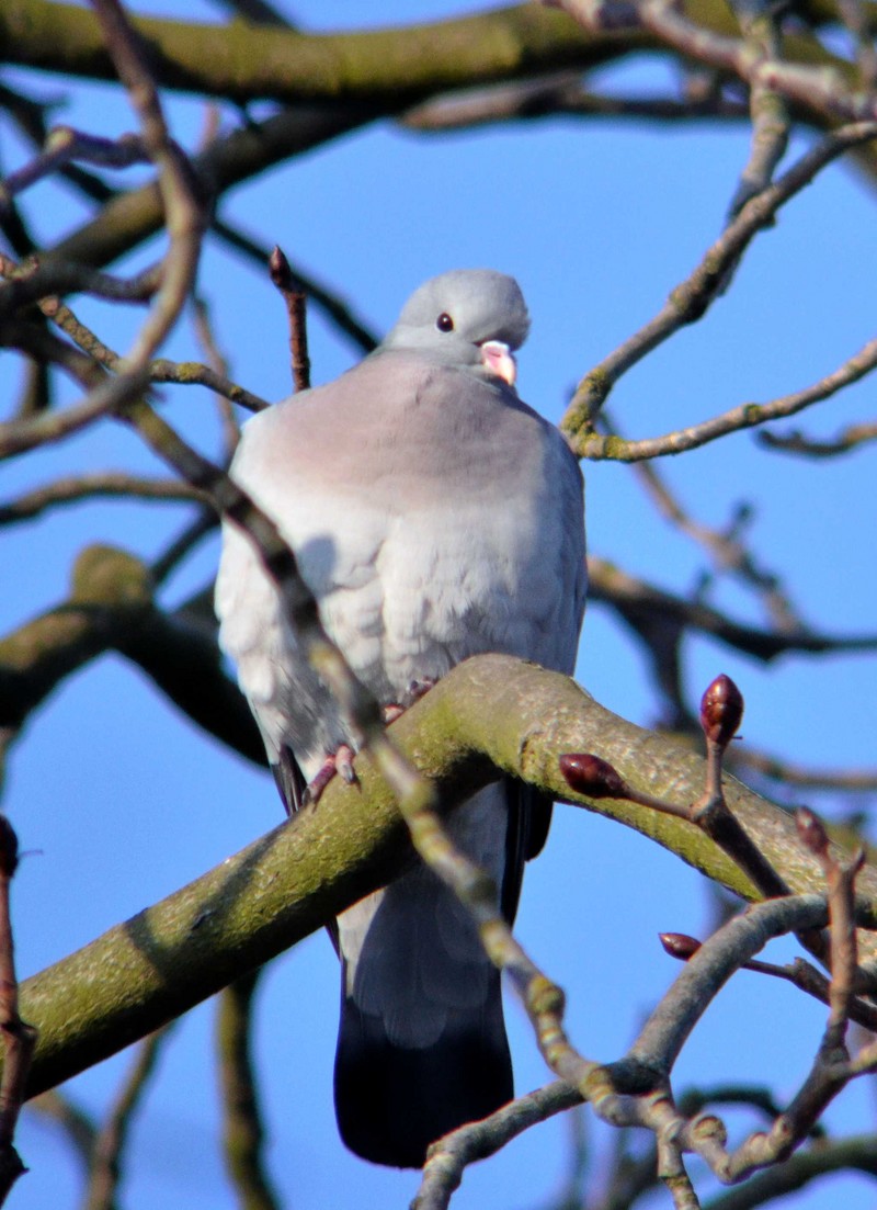 Stock Dove