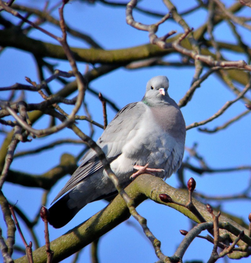 Stock Dove