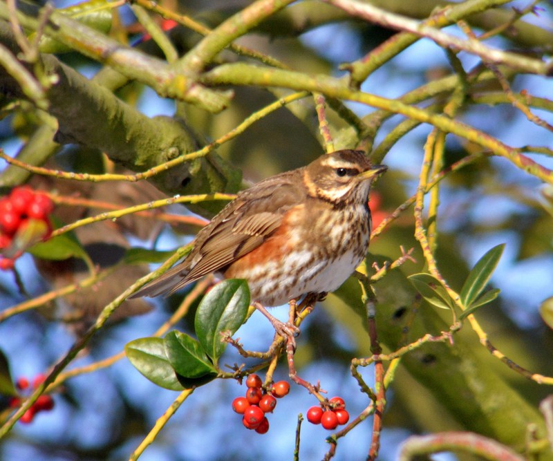 Redwing