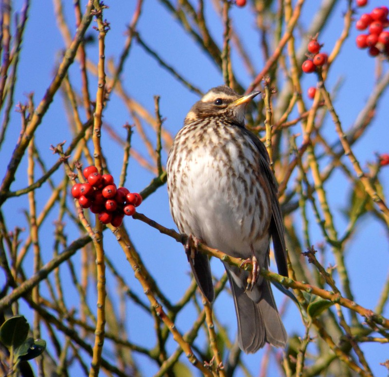 Redwing