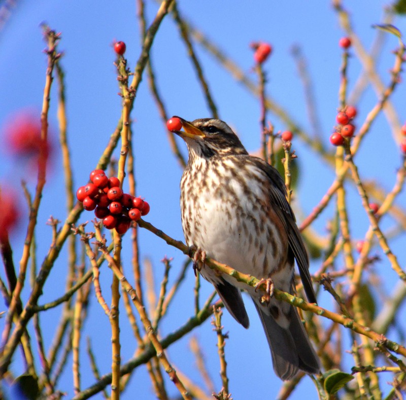 Redwing