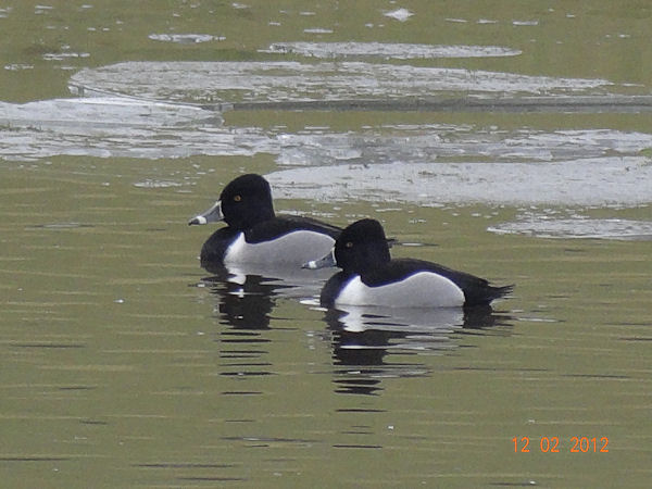 Ring-necked Duck