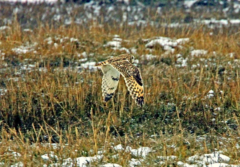 Short-eared Owl