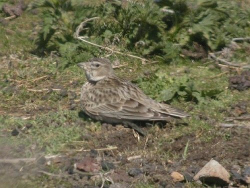 Calandra Lark
