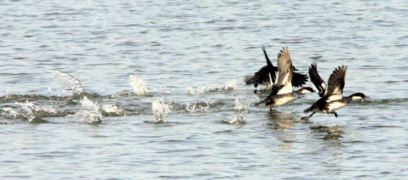 Smew